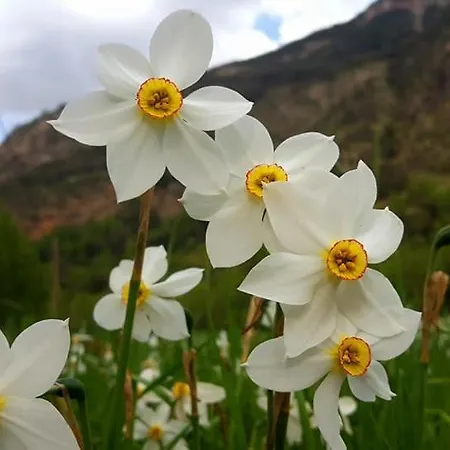 Bpirineos-escaleta Apartament *