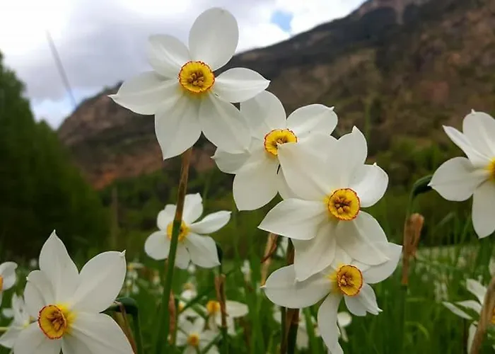 Bpirineos-escaleta Apartman *